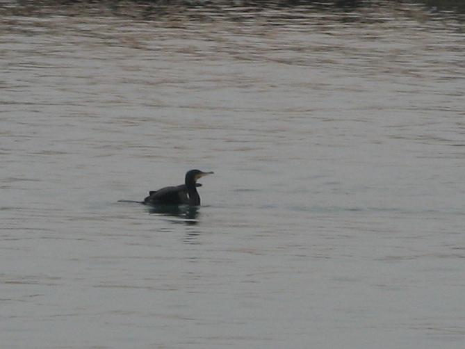 Birdwatching dell''Epifania